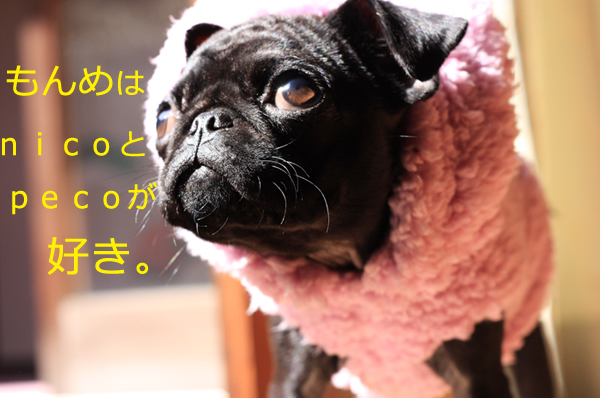 もんめはnicoとpecoが好き